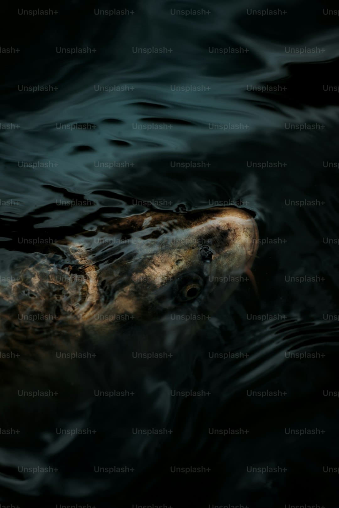 http://www.kcrea.cc/skin/default/image/zoomin.gif